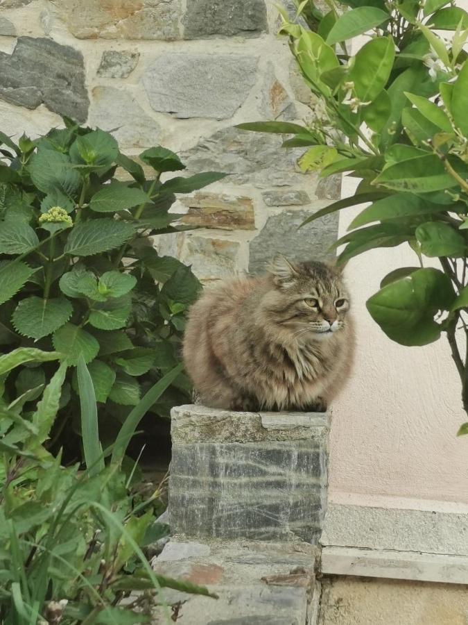 Armonia Petra House Daire Kavala Dış mekan fotoğraf